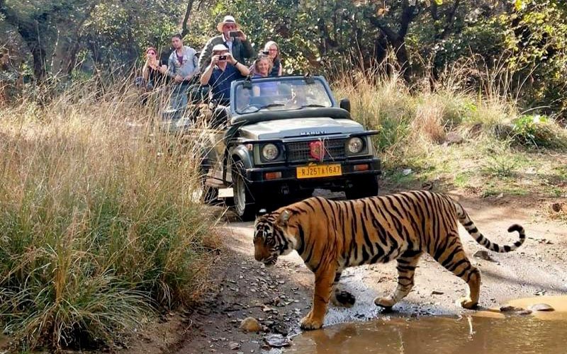 Ranthambore